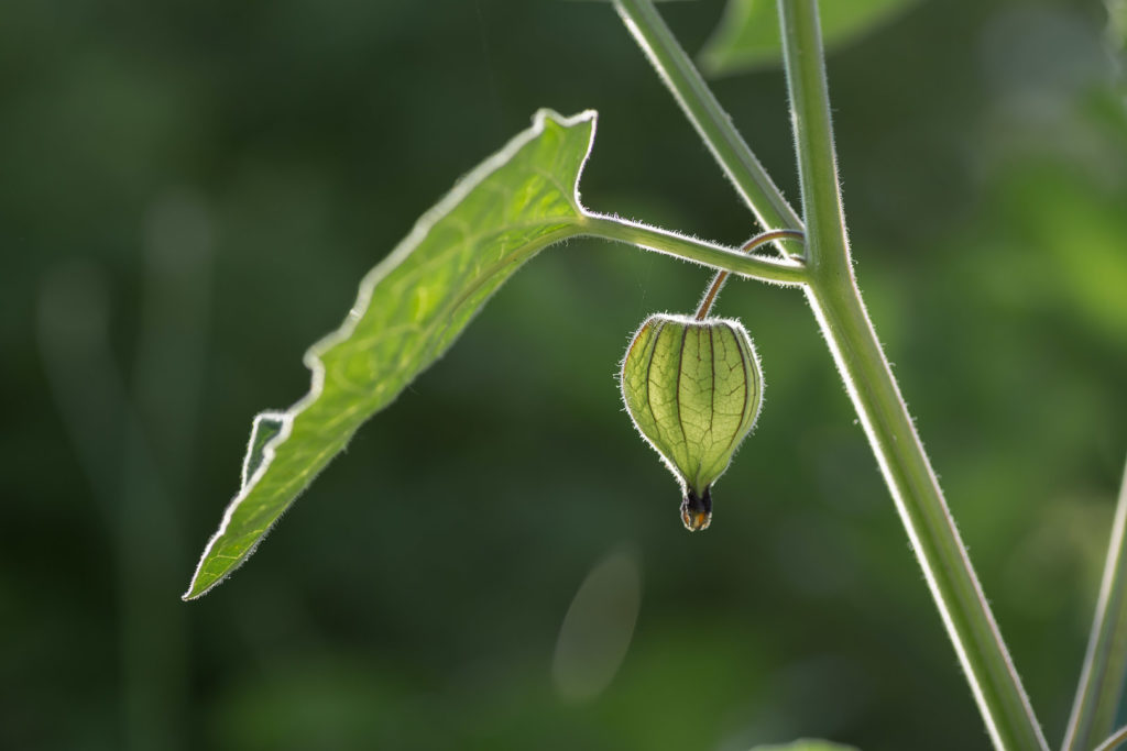 Photo macro
