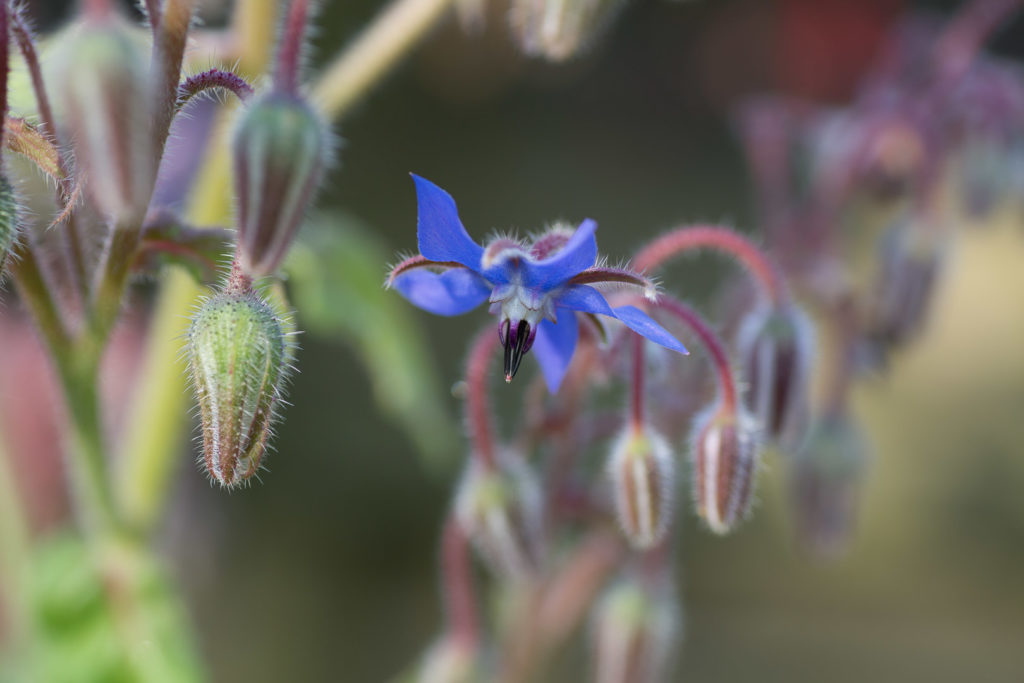 macro photo